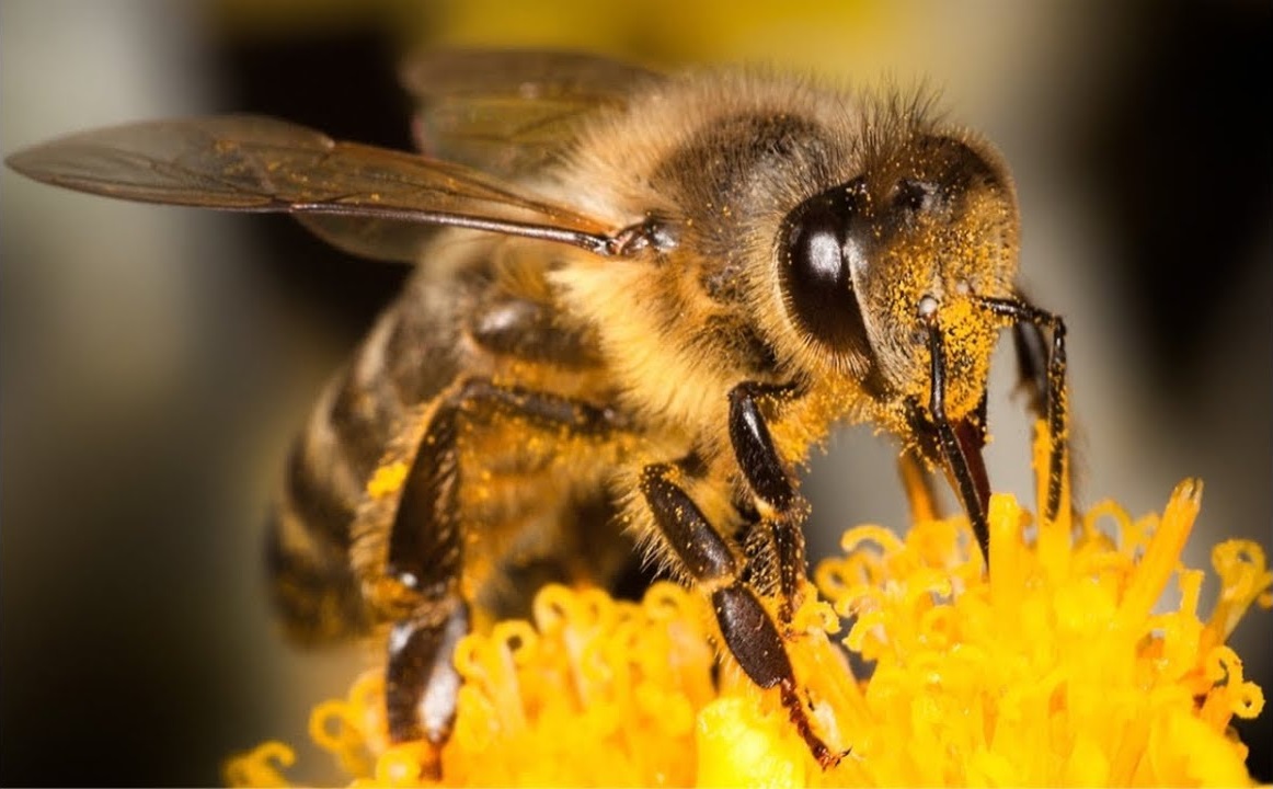 Пчеловодов Брянской области будут предупреждать о ядах