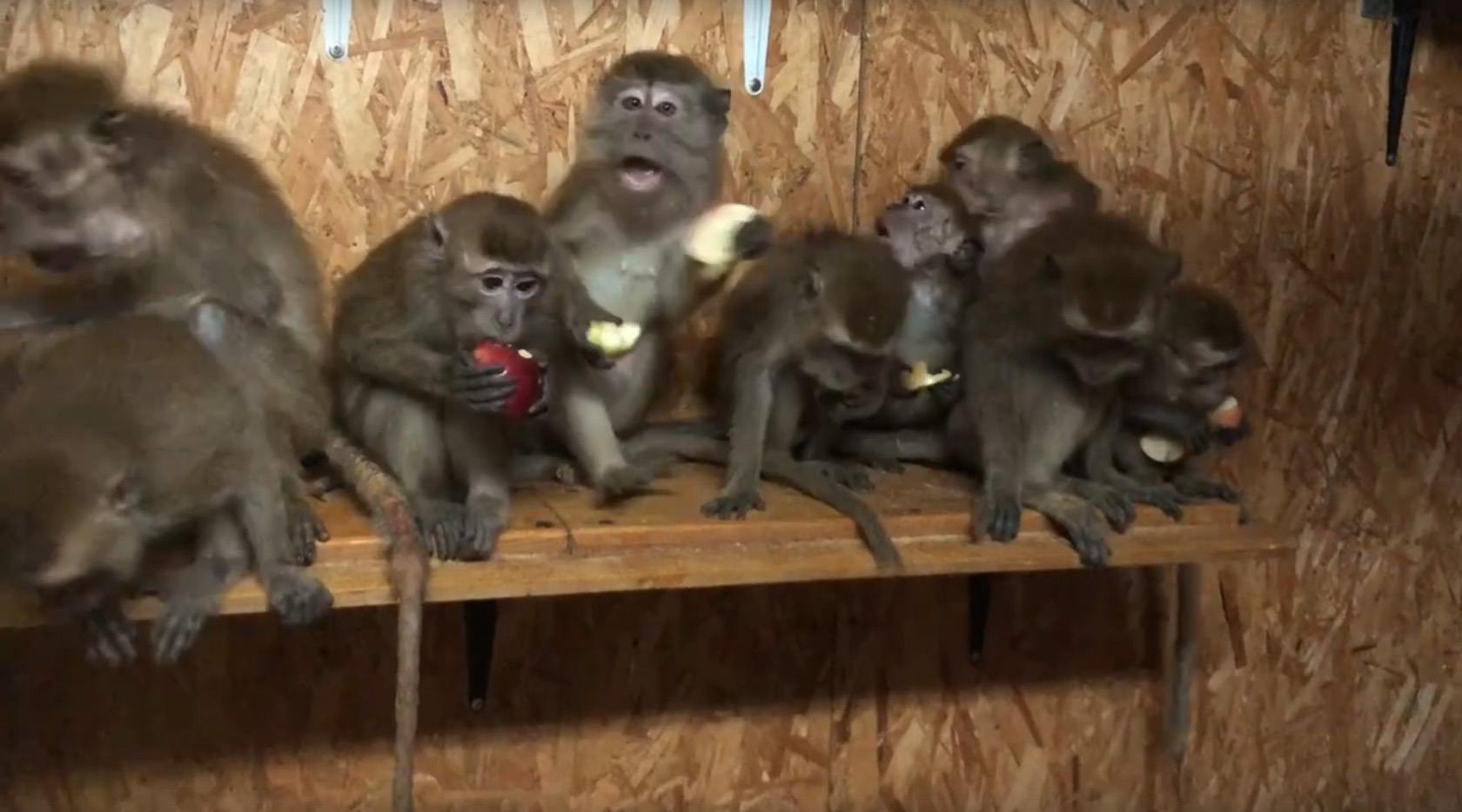 В Брянске всем миром спасли 30 маленьких обезьянок