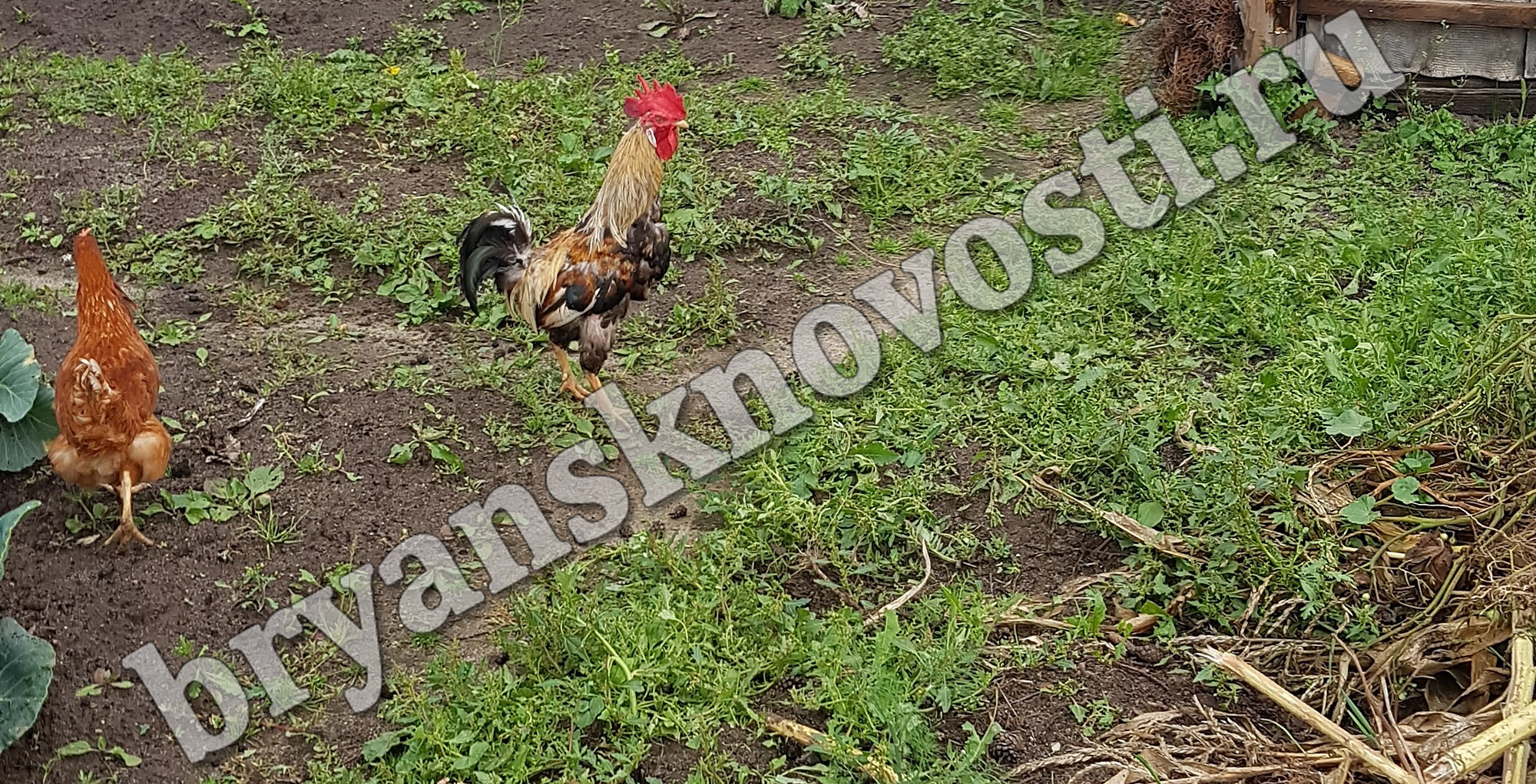 Побег из курятника совершён в Новозыбкове