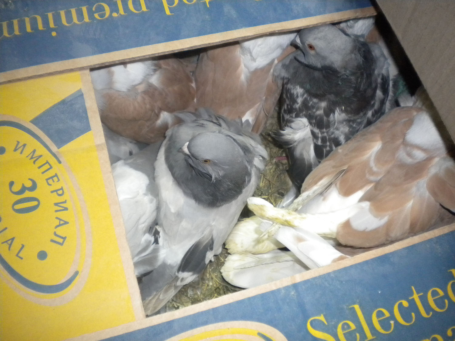 В украинском поезде брянские таможенники обнаружили 50 голубей