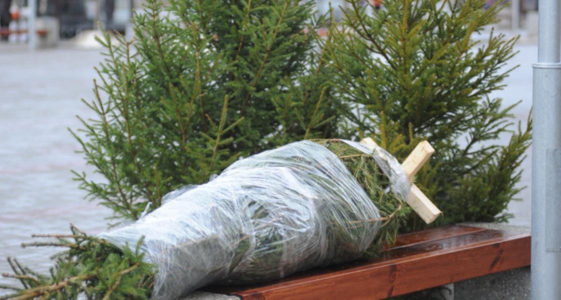 В Брянской области на незаконной рубке и продаже елок попались 67 человек