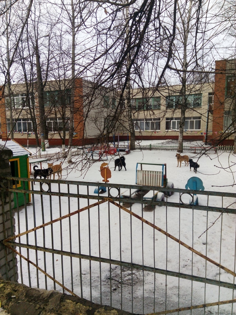 Свора собак оккупировала территорию детского сада в Брянске
