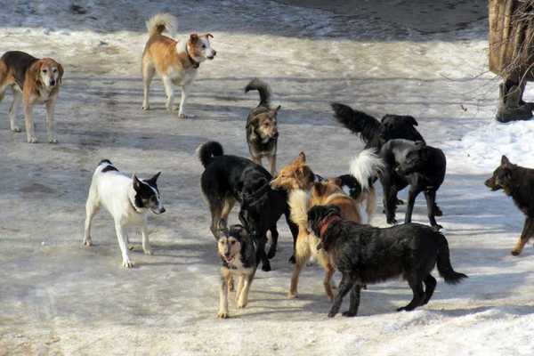Бродячие собаки «терроризируют» брянскую больницу