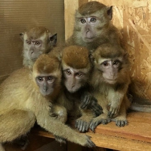 Спасенных брянскими службами обезьян украли в Калуге