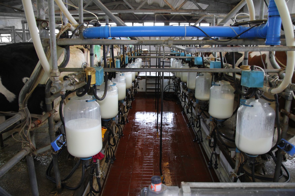 На Брянщине названы лидеры по производству молока