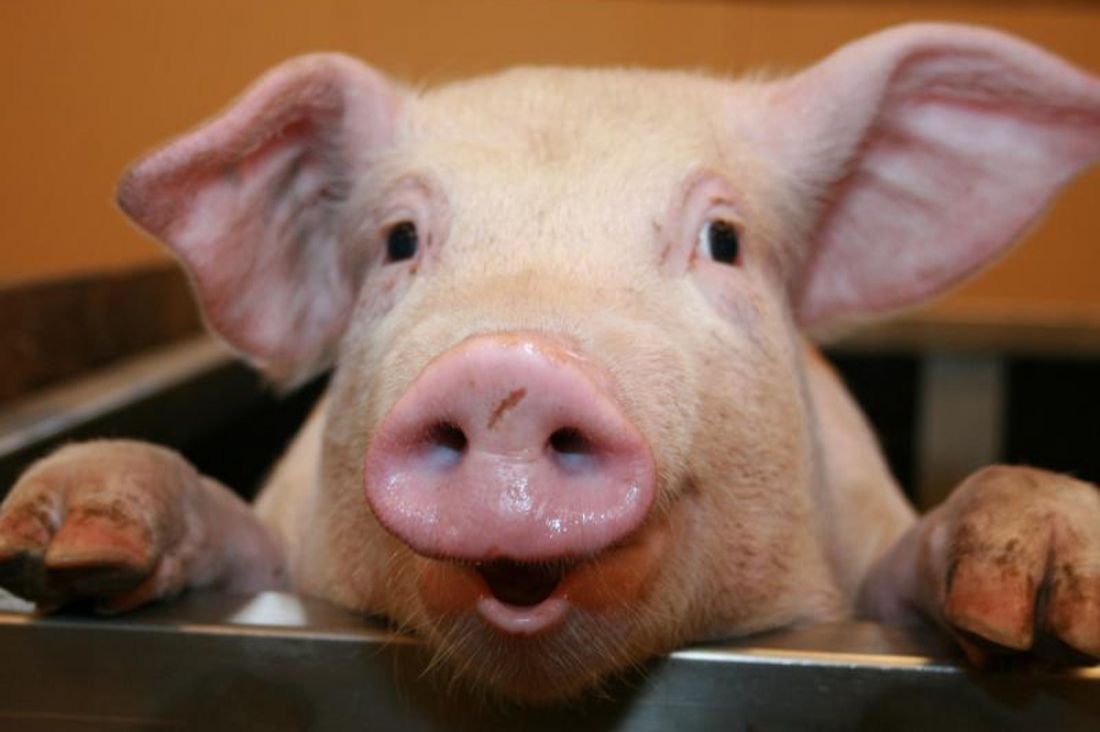 Свиноферму в Навлинском районе начали строить без экологической экспертизы