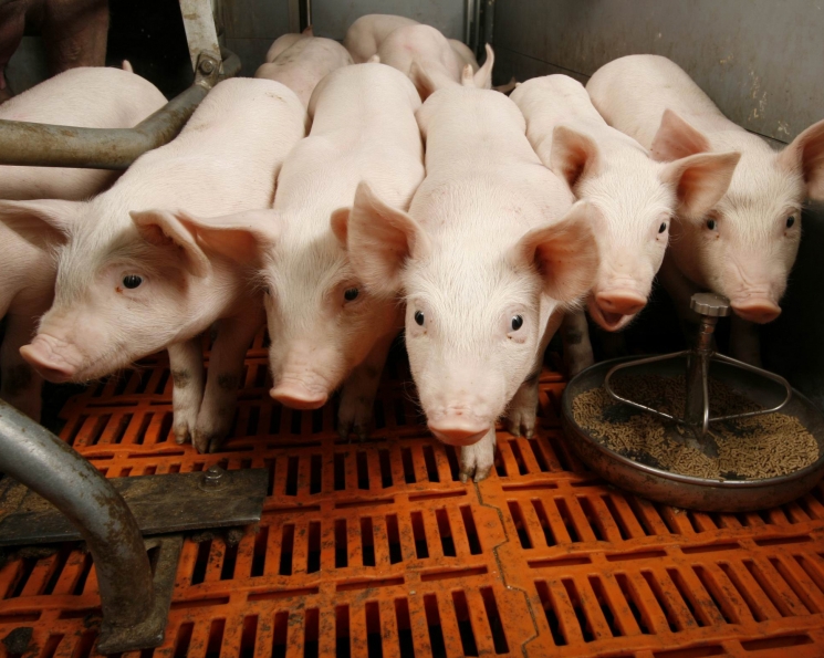 «Мираторг» перенесет курские свинокомплексы в Брянскую область