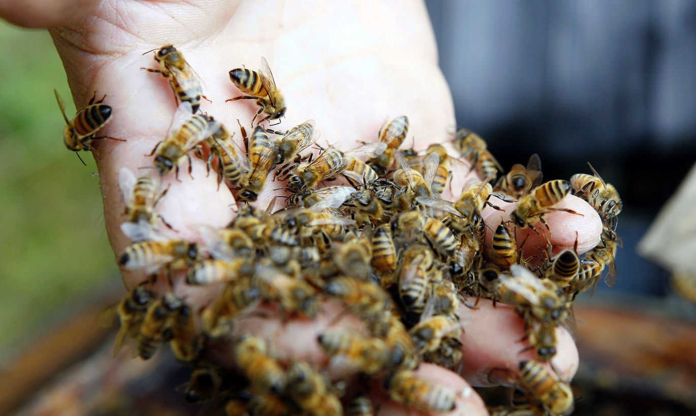 Брянских пчел защитят от яда законом