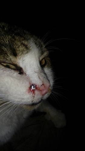 Живая мишень: в Карачеве расстреляли кота из пневматики