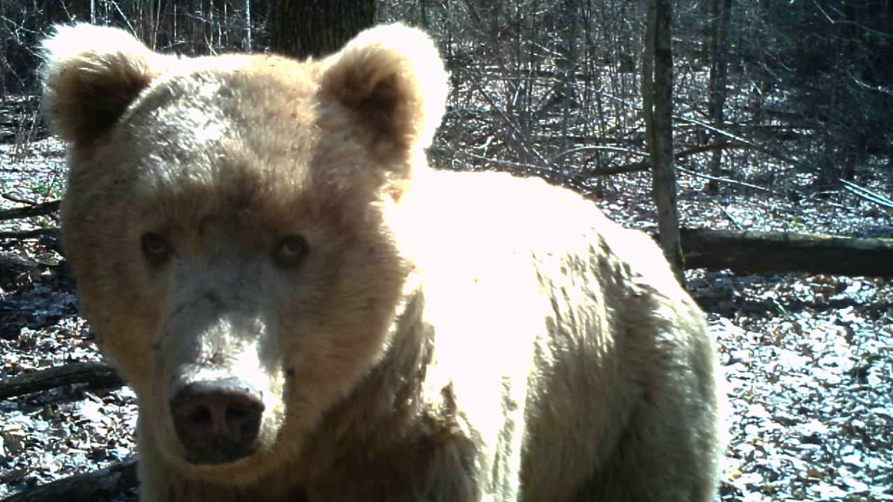В «Брянском лесу» отыскали своего «белого» медведя