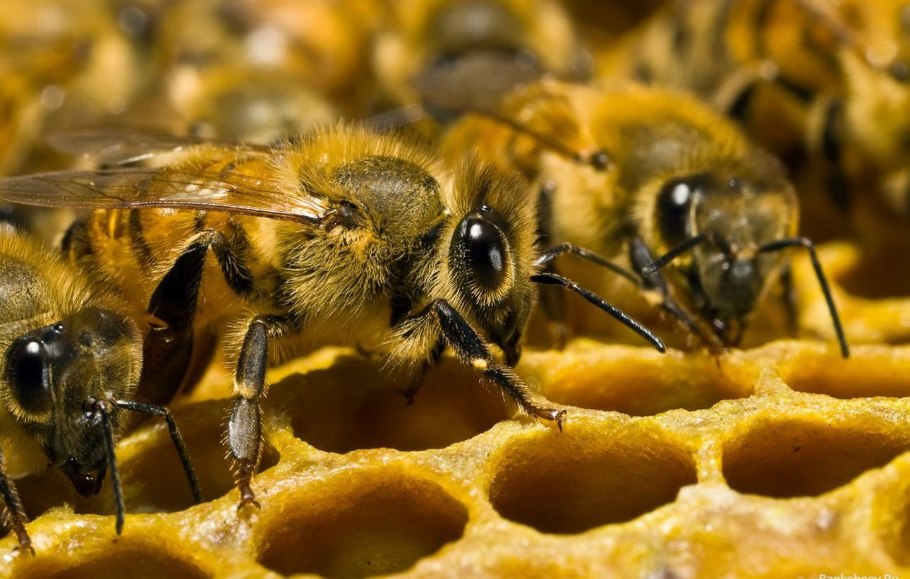 Закон о пчеловодстве в Брянской области отправили на доработку