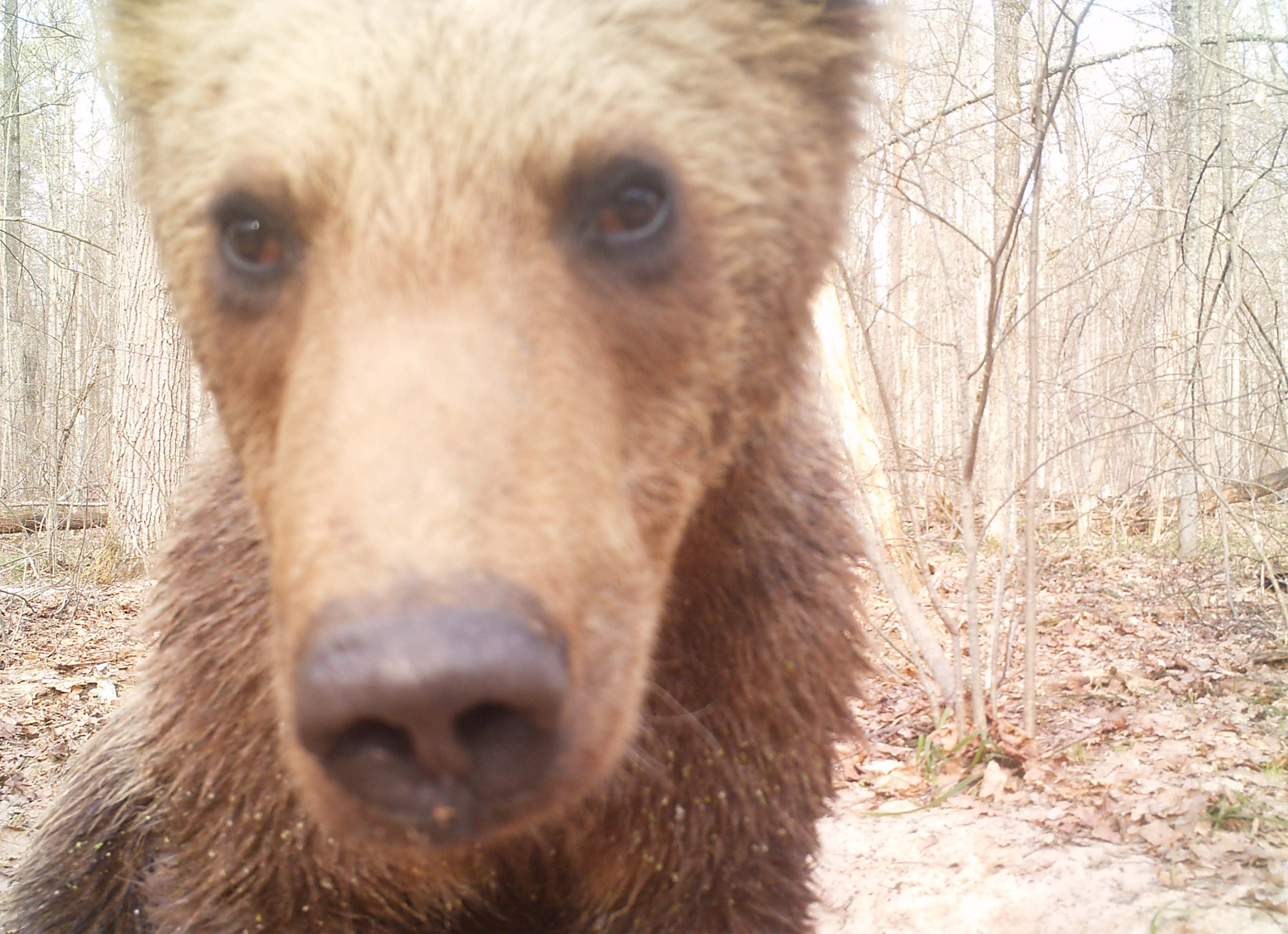 В фотообъектив «Брянского леса» попал грустный медвежонок