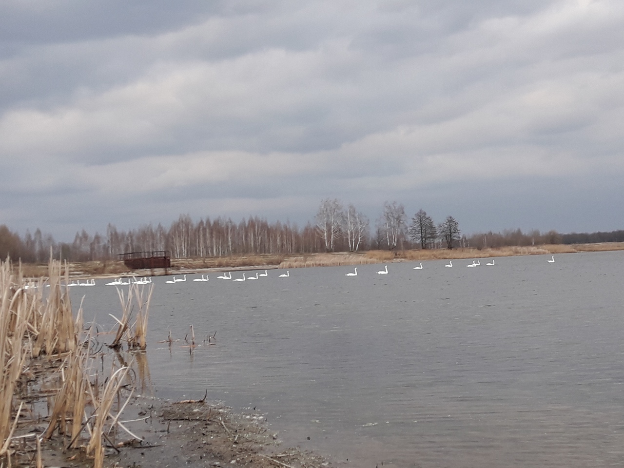 Три дюжины лебедей прилетели отдыхать на озеро в Суземку