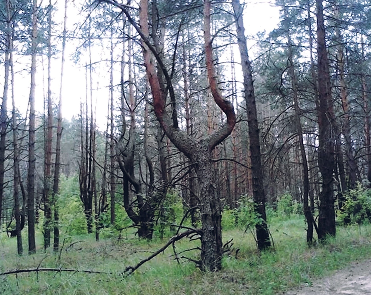 Ведьмин лес Навля