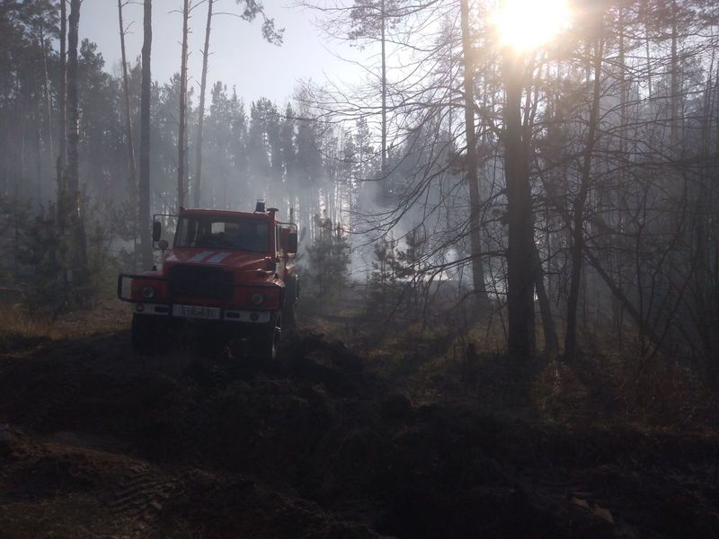 Полтора гектара леса потушили в Трубчевском лесничестве