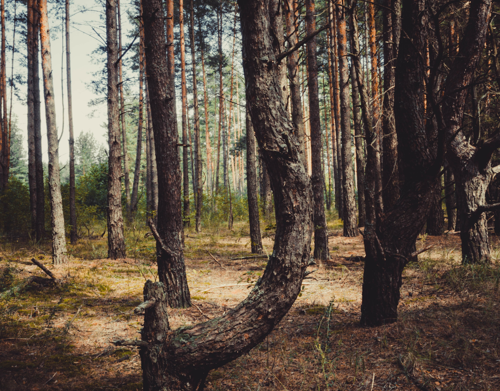 Ведьмин лес Брянск