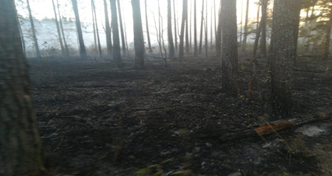 В Почепском районе горело 5 гектаров леса, в Брянском – семь