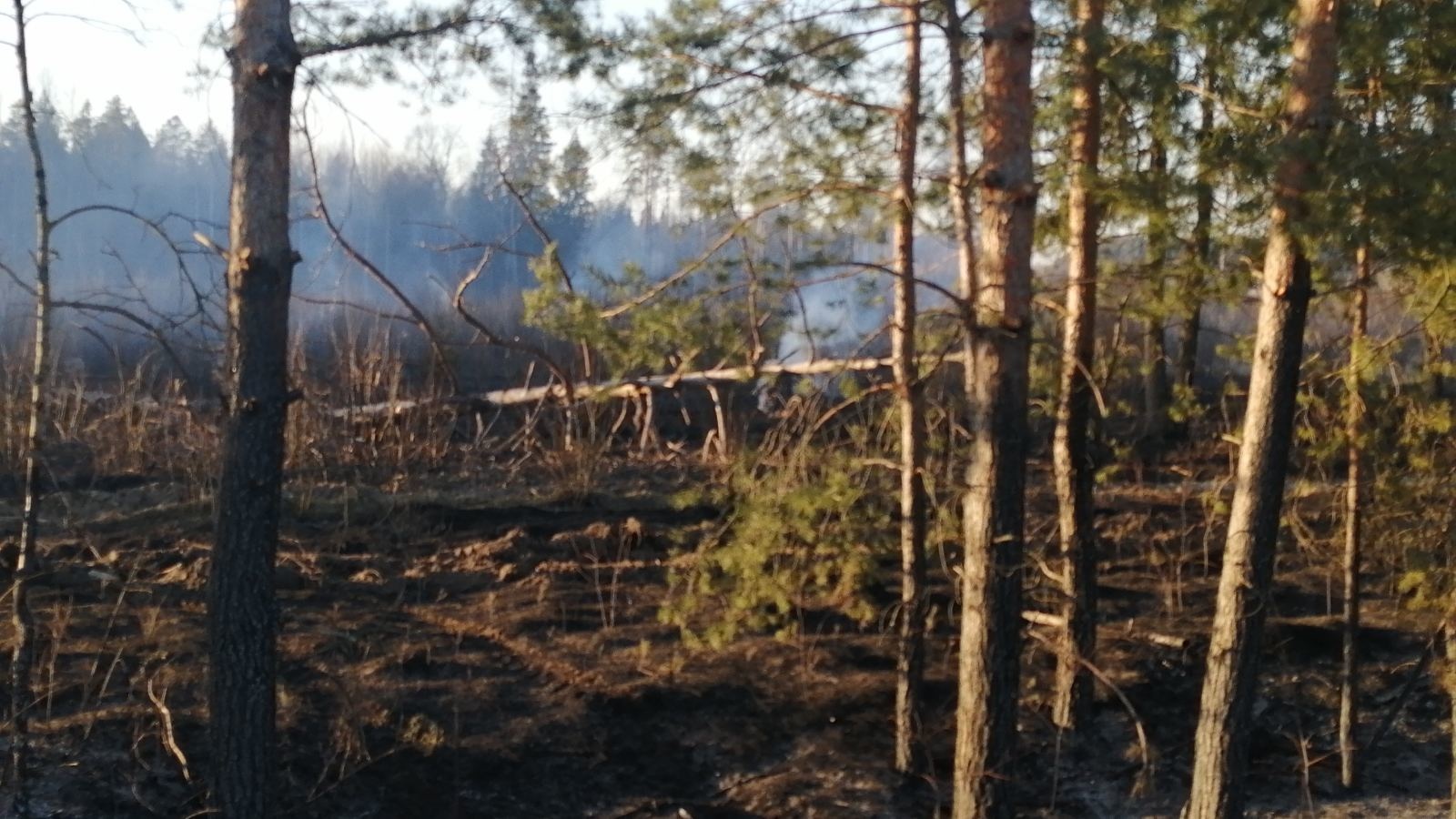 Брянскую область охватили лесные пожары