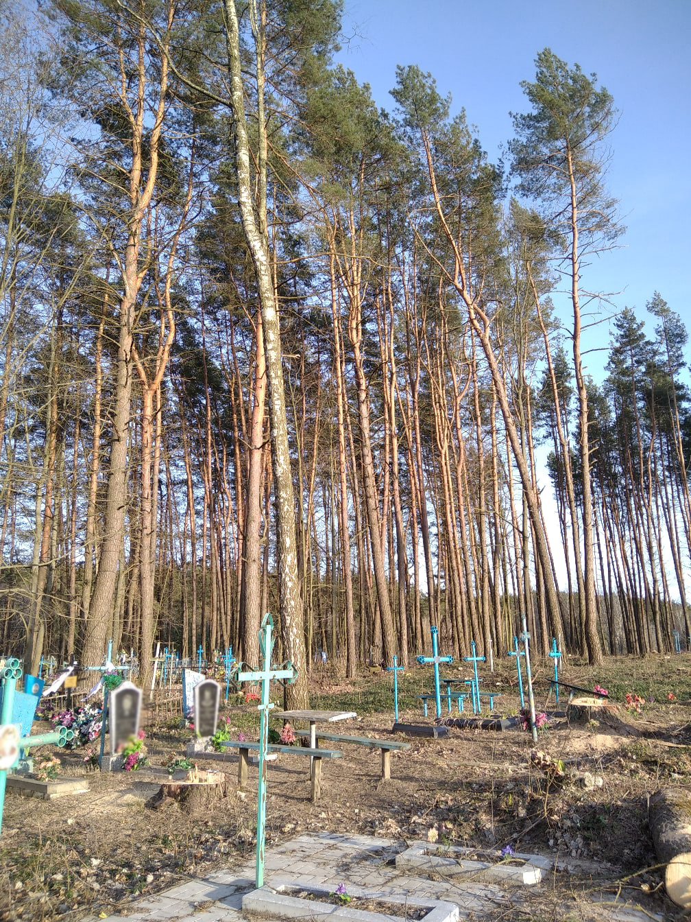 Климовский лес стремительно редеет – бригады лесопилов работают на погостах