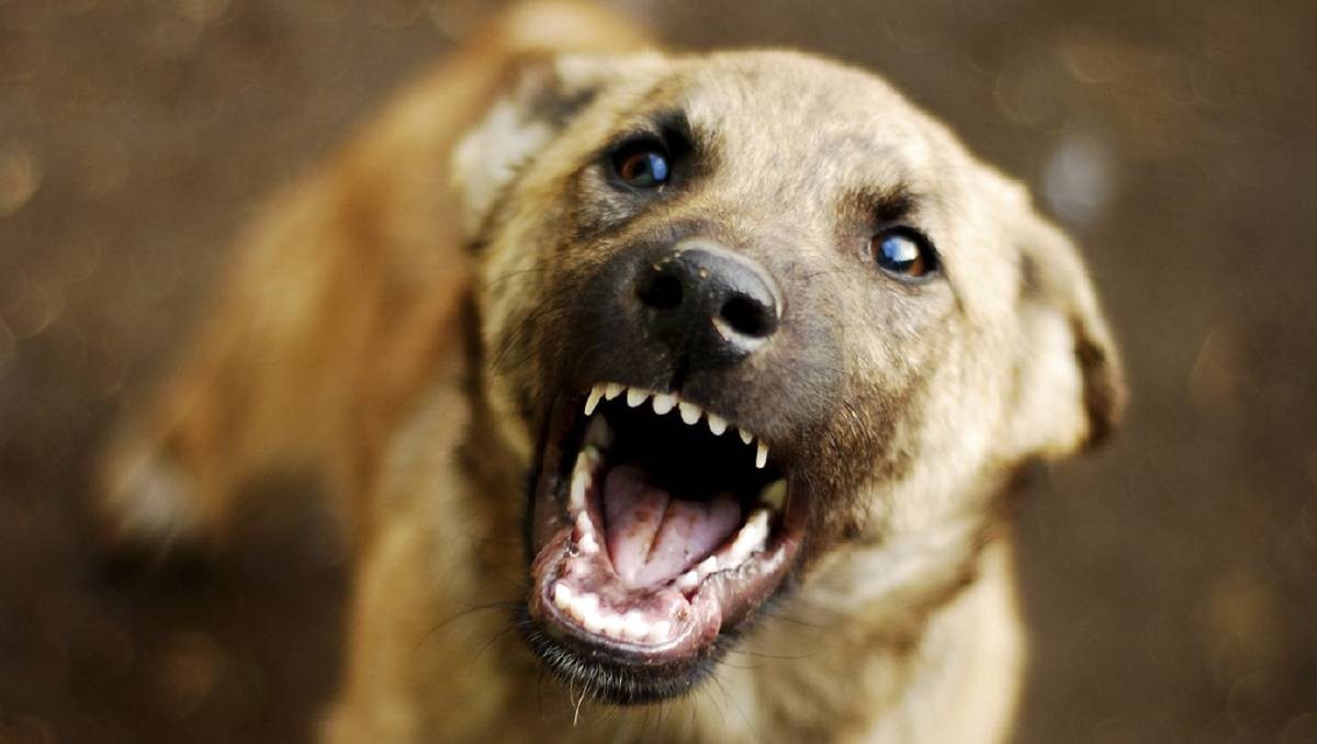 Собака бывает кусачей: почти 350 жителей Брянщины пострадали от агрессивных животных