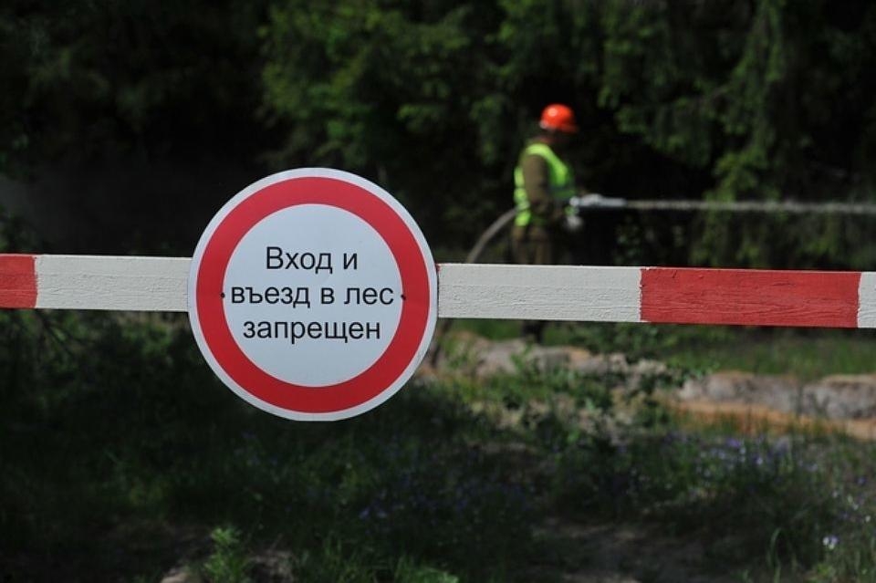 В Брянской области продлен запрет на посещение лесов