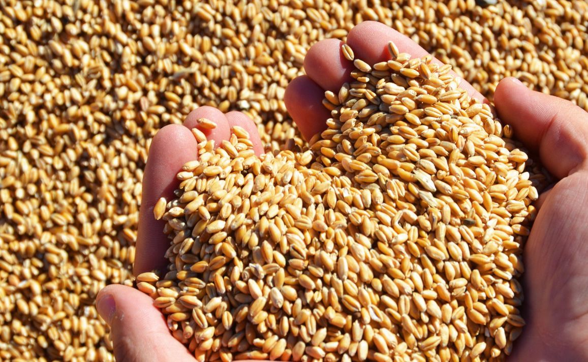 Брянское сельхозпредприятие попалось на нарушениях при поставках зерна