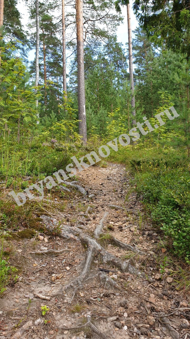 В Новозыбковском округе заболеваемость клещевым боррелиозом выросла почти в два раза