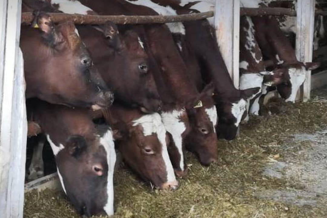 В Клинцовский район привезли молочных «шотландских» коров