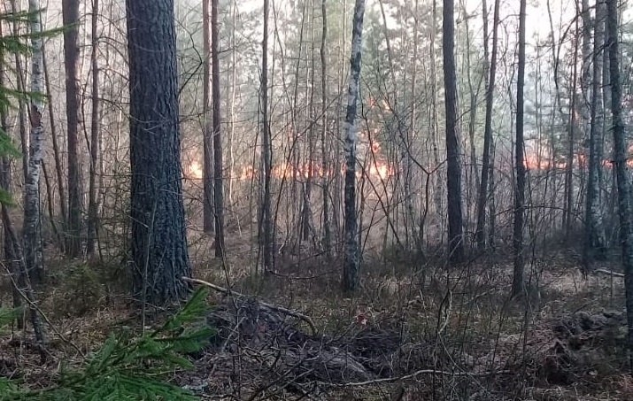 За сутки в Брянской области произошло семь лесных пожаров