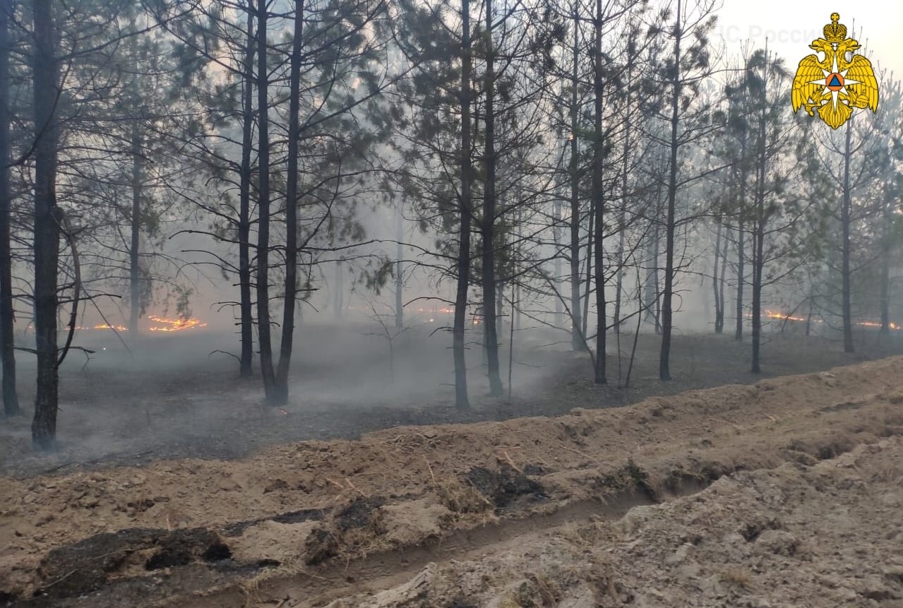 За сутки в Брянской области произошло 26 лесных пожаров