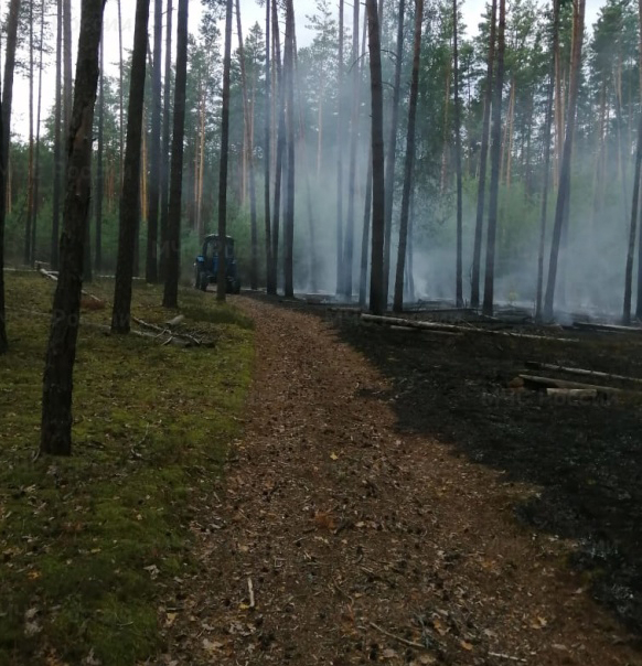 Три лесных пожара потушены в Брянской области