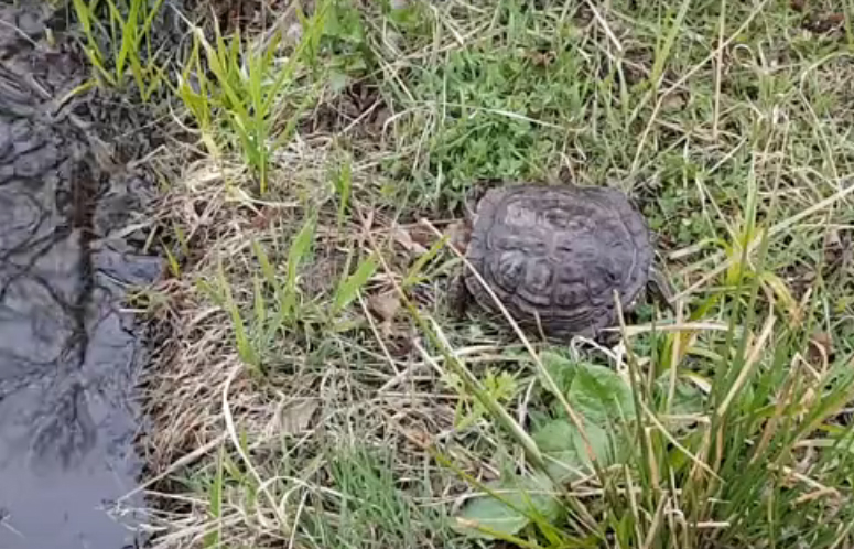 В Белых Берегах черепаха благополучно перезимовала в озере (видео)