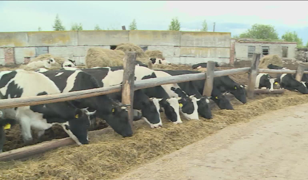 На брянских фермах началась «пора большого молока»