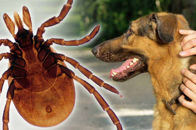 Навострили хоботки: брянцев предупредили об атаке иксодовых клещей на животных