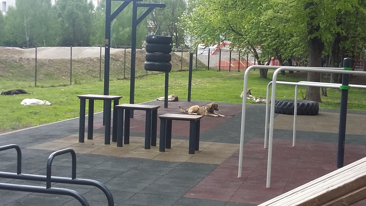 В брянском парке «Соловьи» обосновалась стая собак