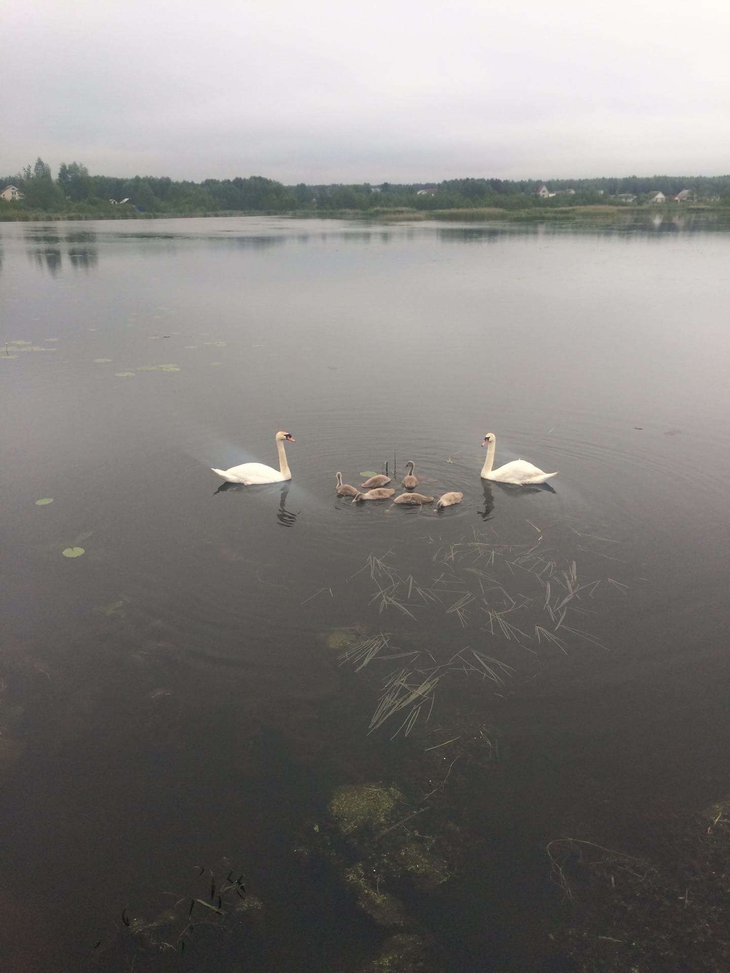 Лебеди на озере в Климово вывели потомство
