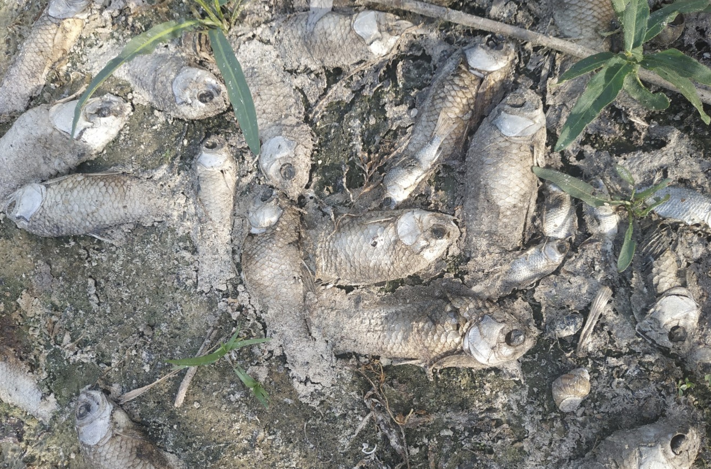 «Уже сушеная» : в озере под Трубчевском гниет погибшая рыба
