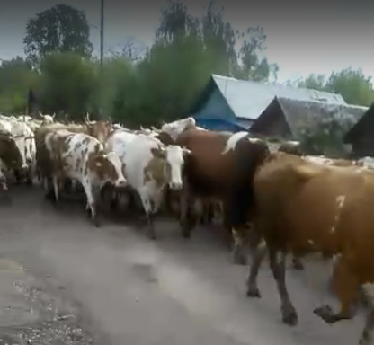 Стадо коров рассорило колхоз имени Правды и жителей стародубского села