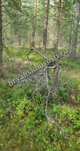 Управление лесами Брянской области готовится к «жаркому» июлю