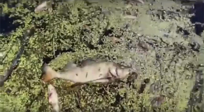 Брянские рыбаки сняли видео с бассейном погибшей рыбы