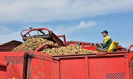 В Унечском районе приступили к уборке раннего картофеля