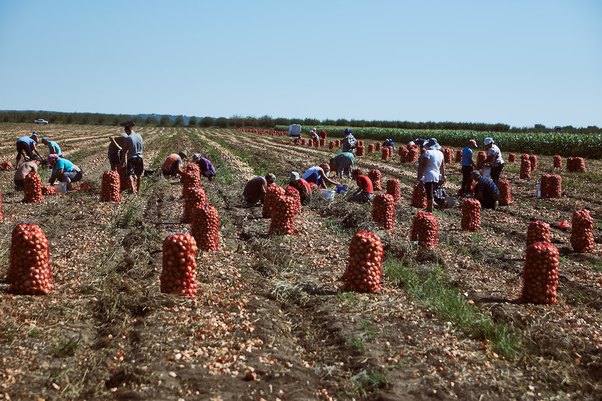 Житель Брянской области съедает 146 килограммов картошки в год