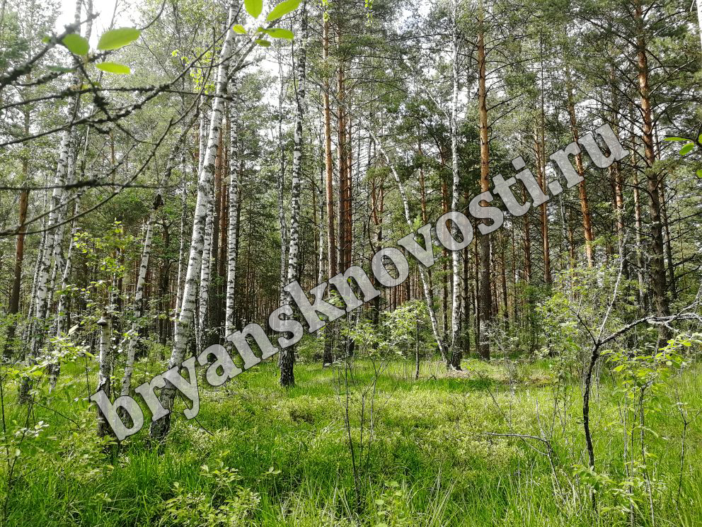 Может ли навредить реформа лесной отрасли заповедным лесам Брянской области
