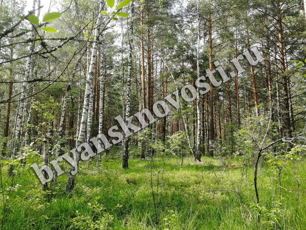 Опасных усачей нашли в Брянском, Унечском и Севском лесных массивах