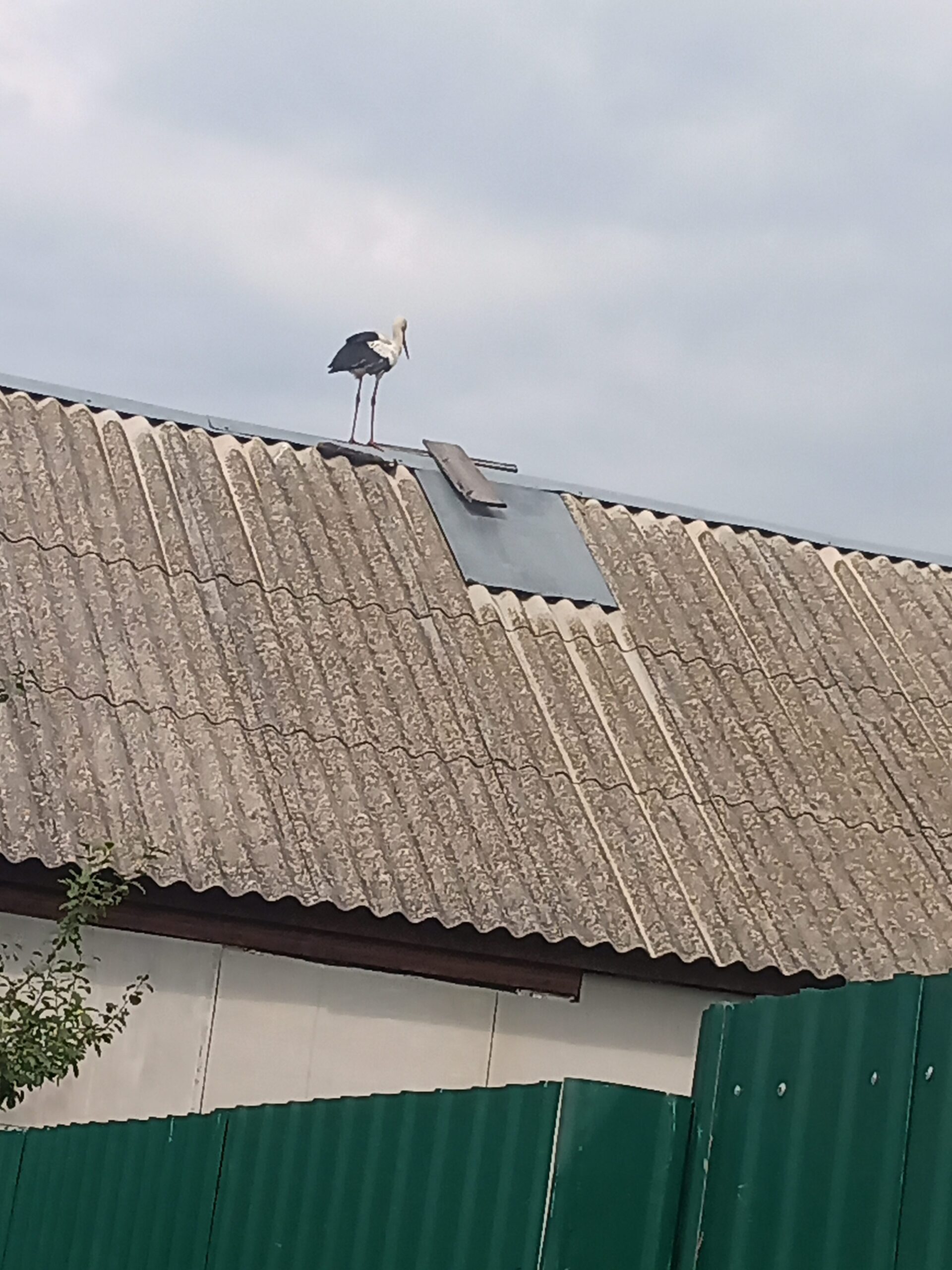 «День без еды». В Новозыбкове сегодня на крыше «засел» аист
