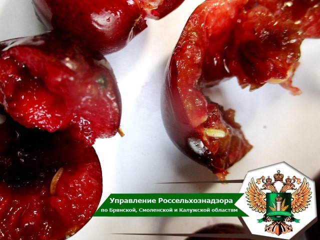 На вся та ягодка: брянские эксперты нашли вредителей в импортной черешне и вишне