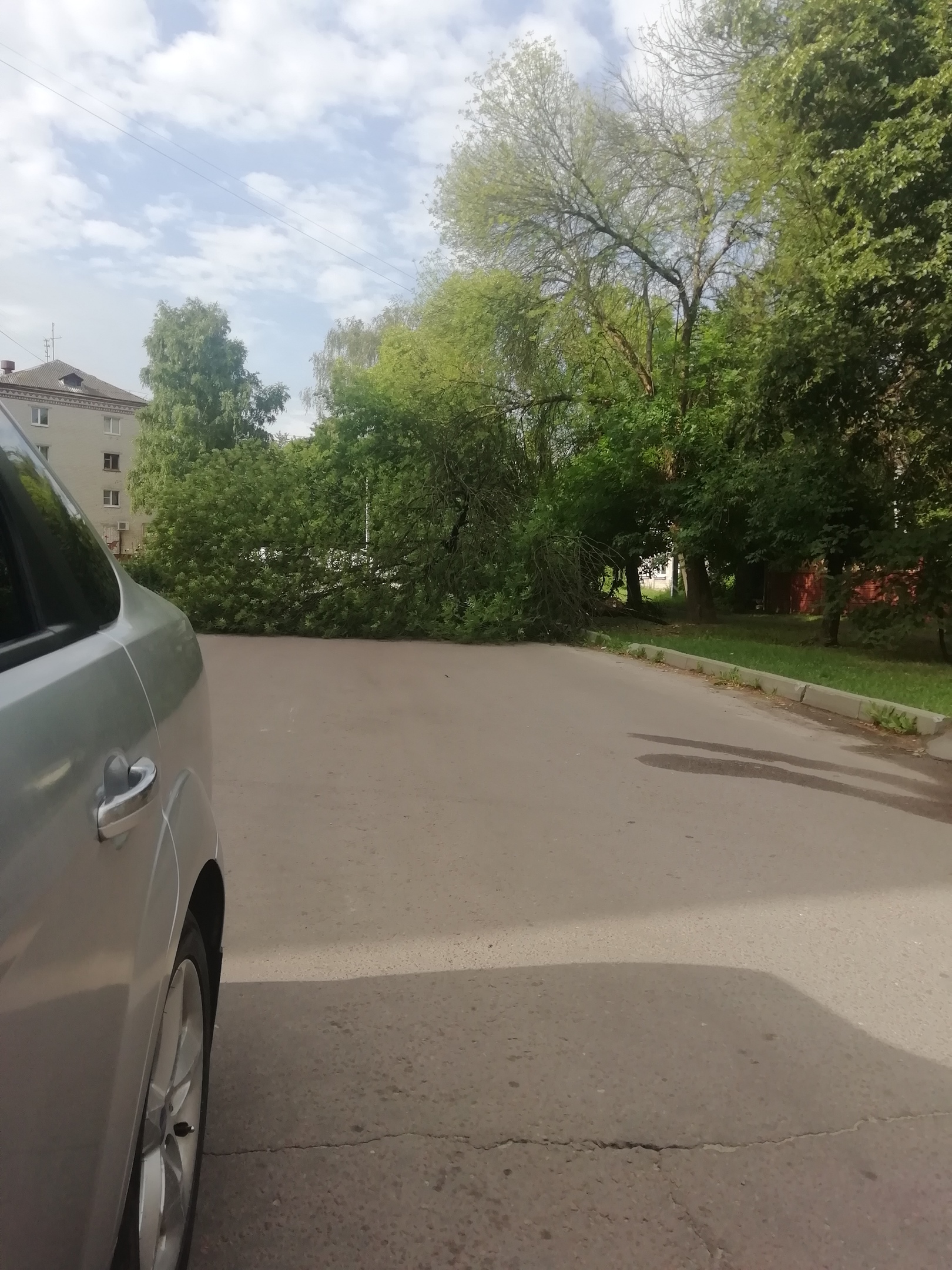 На улице Красных Партизан в Брянске рухнуло дерево