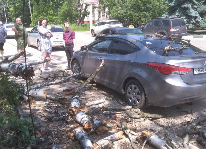 Вину за упавшее в Клинцах на автомобиль дерево возложили на мэрию