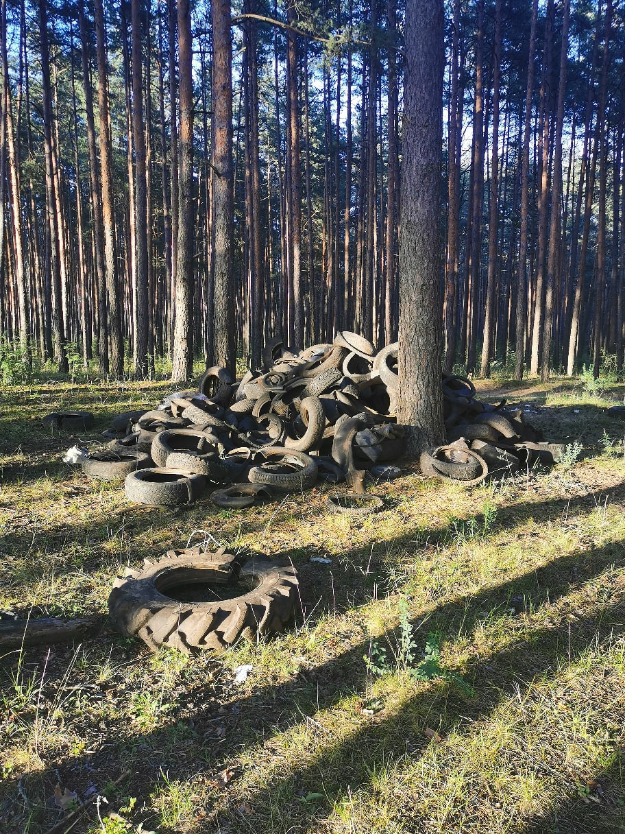 Прокуратура потребовала ликвидировать кладбище покрышек в Брянском лесу