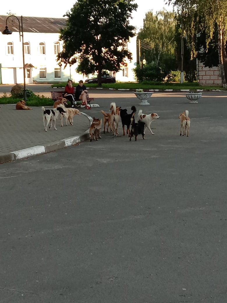 У городского парка в Стародубе свора собак атаковала дедушку с внуком